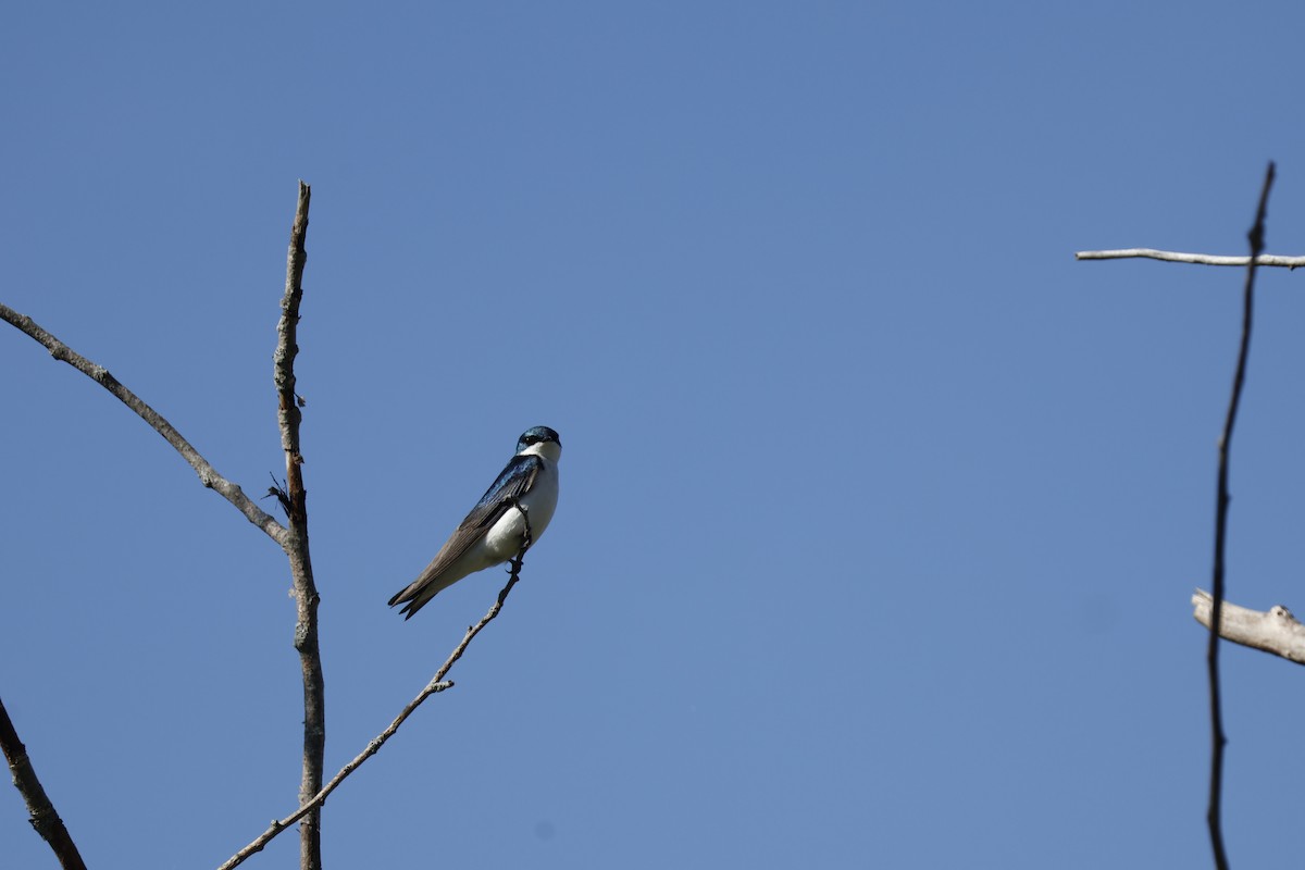 Golondrina Bicolor - ML619948099