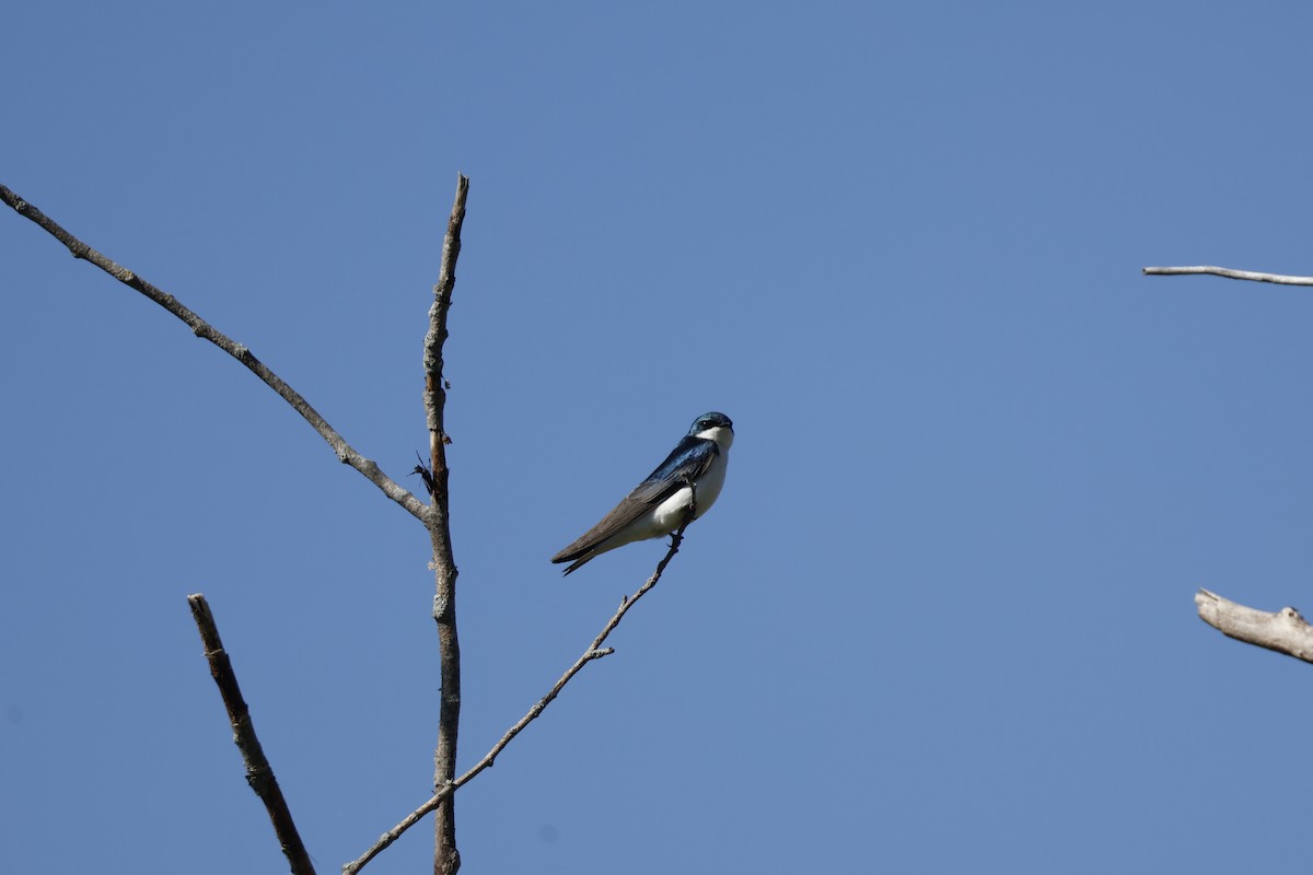 Golondrina Bicolor - ML619948100