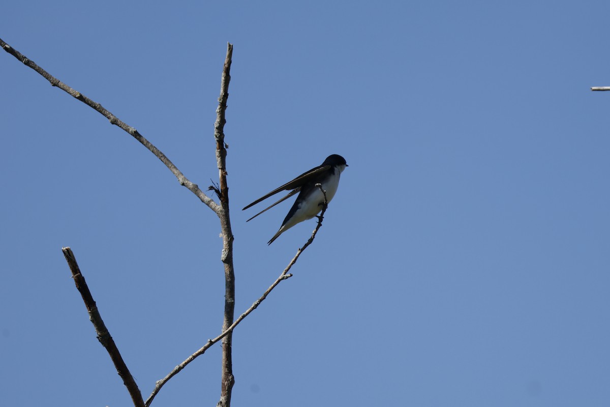 Tree Swallow - ML619948101