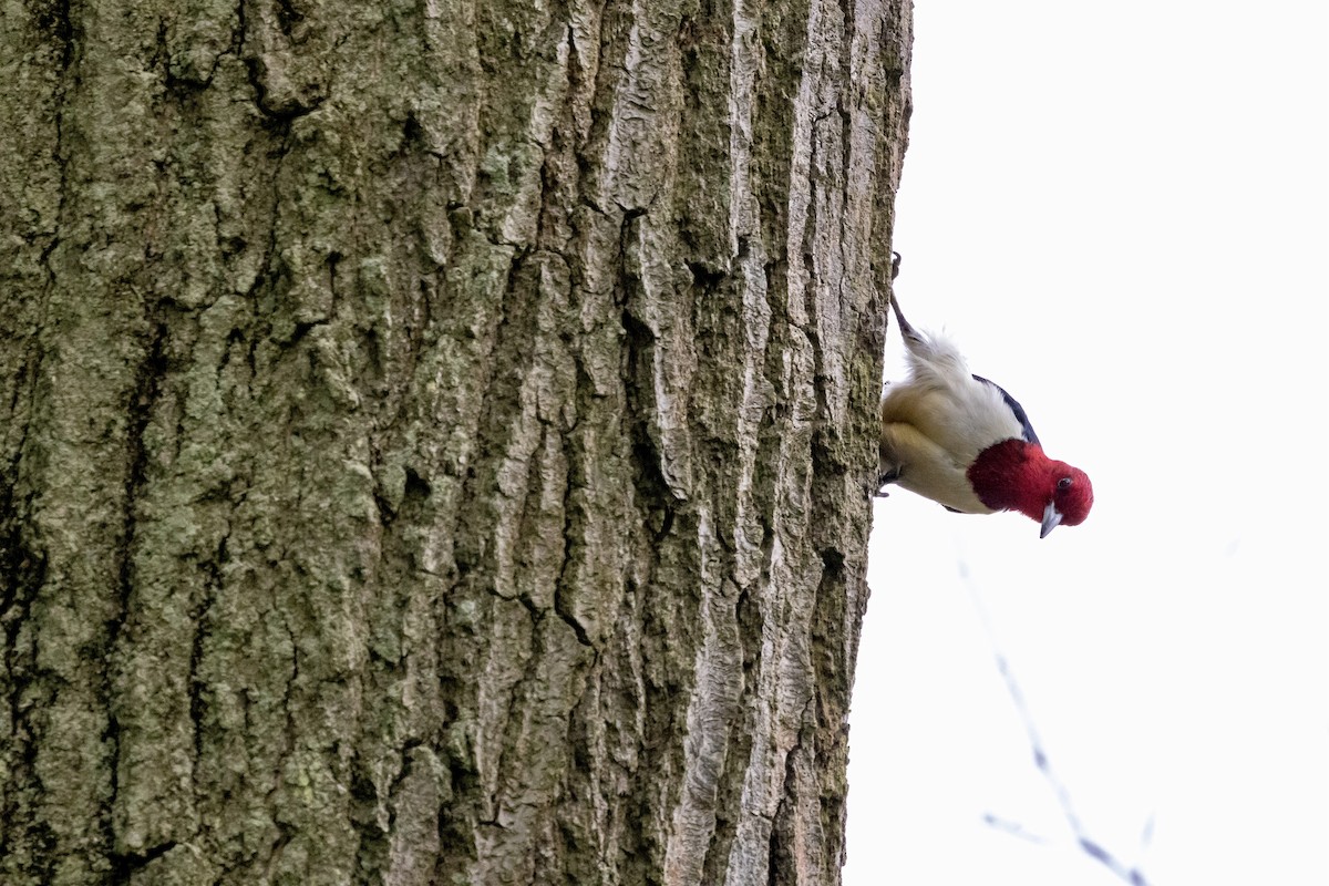 Red-headed Woodpecker - ML619948111