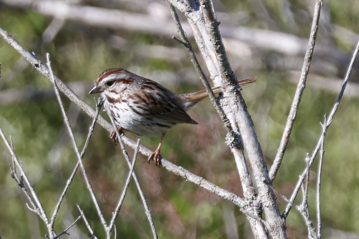 Song Sparrow - ML619948117