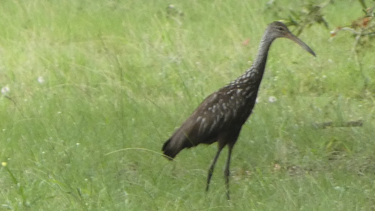 Limpkin - Lynn Hollerman