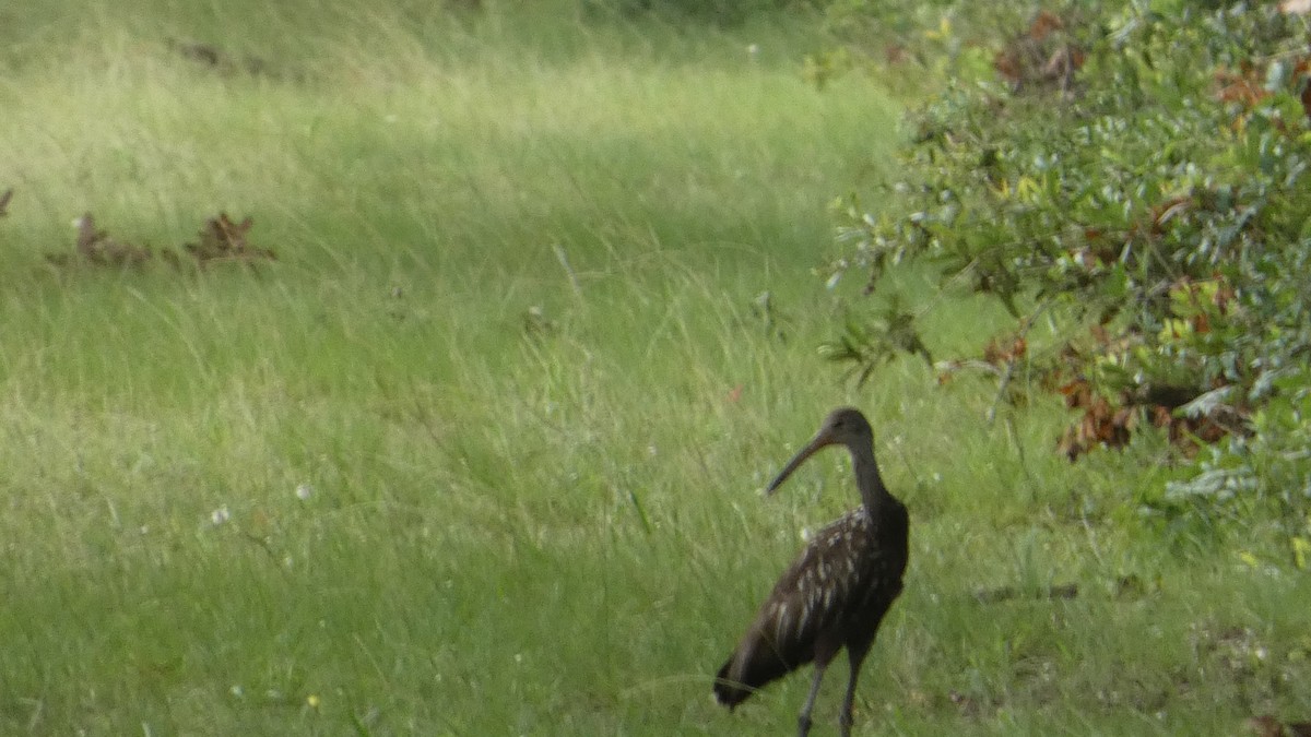 Limpkin - Lynn Hollerman