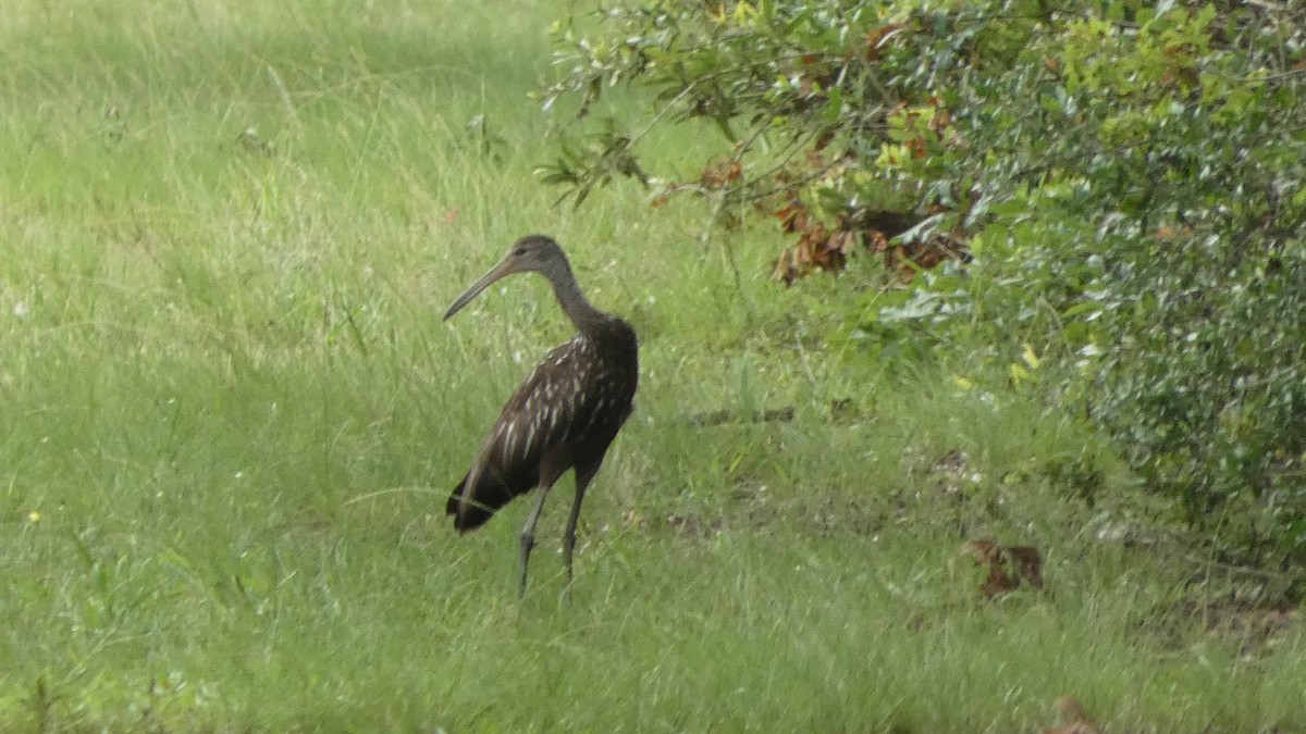 Limpkin - Lynn Hollerman