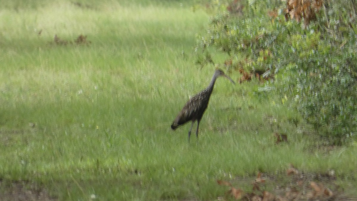 Limpkin - ML619948121