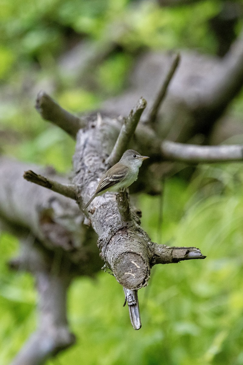 Willow Flycatcher - ML619948123