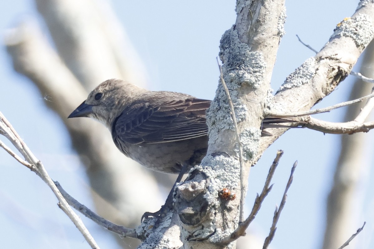 Brown-headed Cowbird - ML619948135