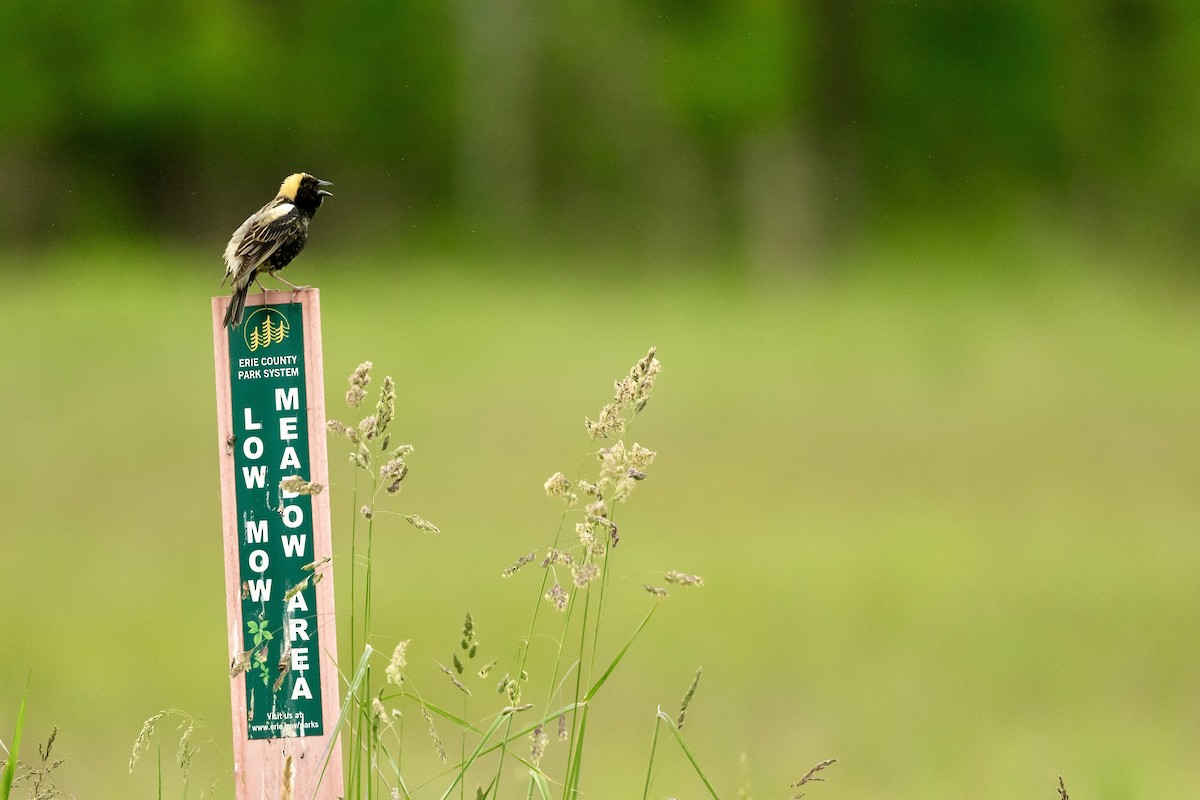 Bobolink - Bill Massaro