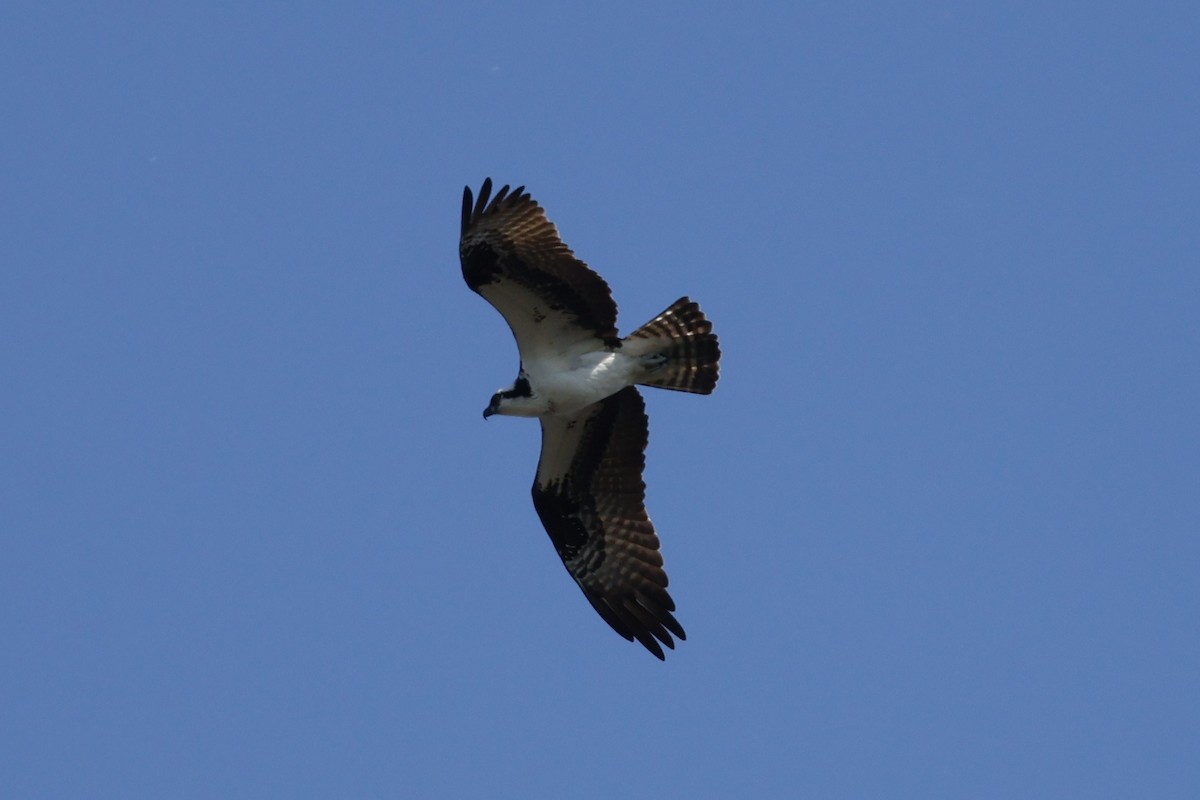 Osprey - Mathieu Soetens