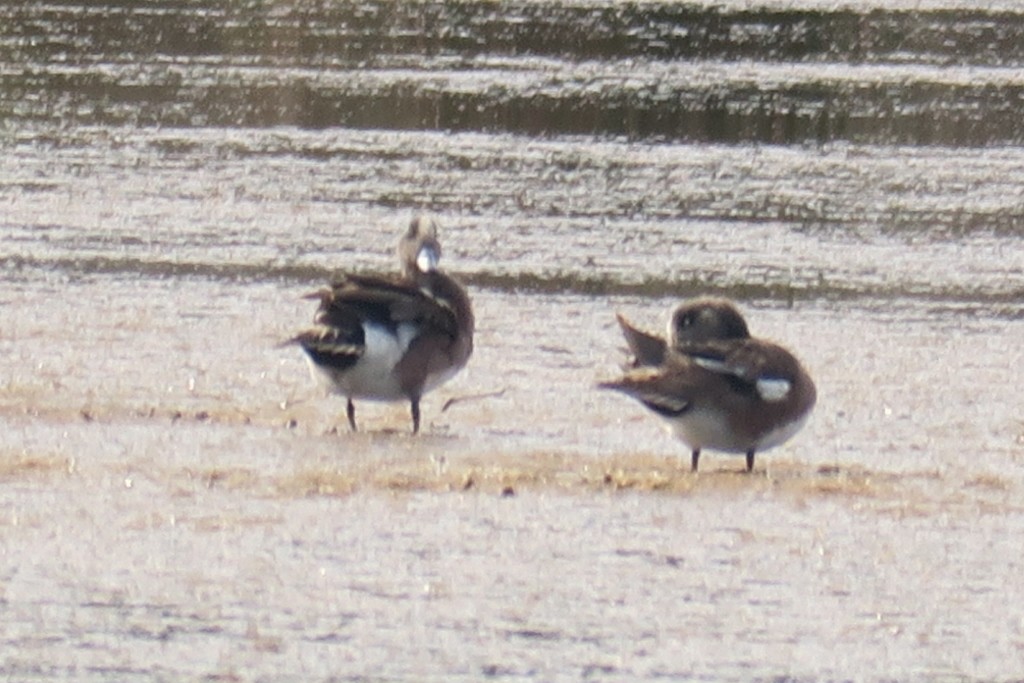 American Wigeon - ML619948142