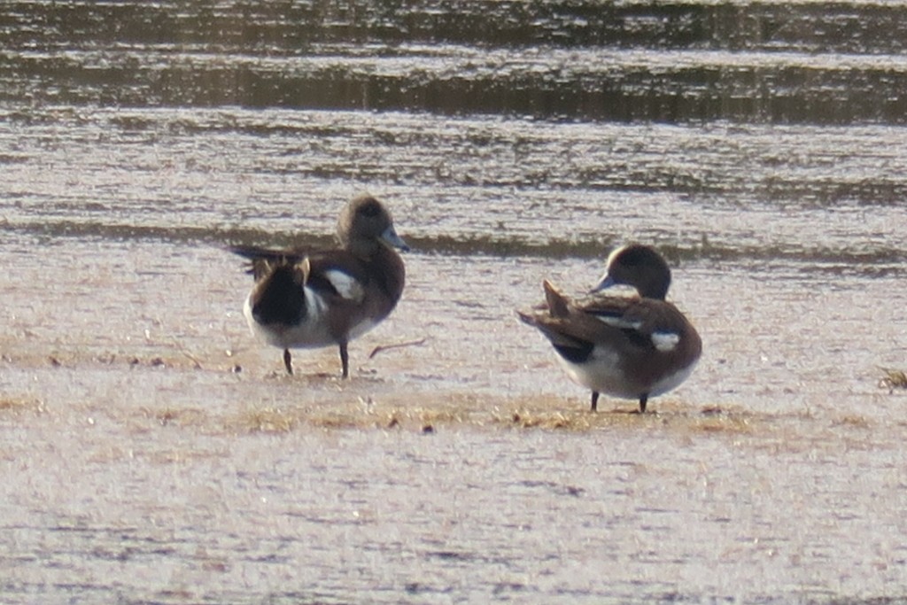 American Wigeon - ML619948143