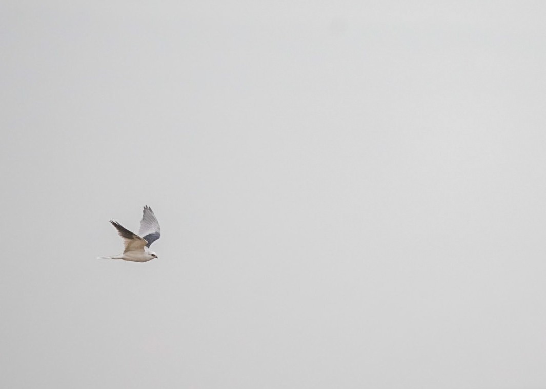 White-tailed Kite - ML619948151