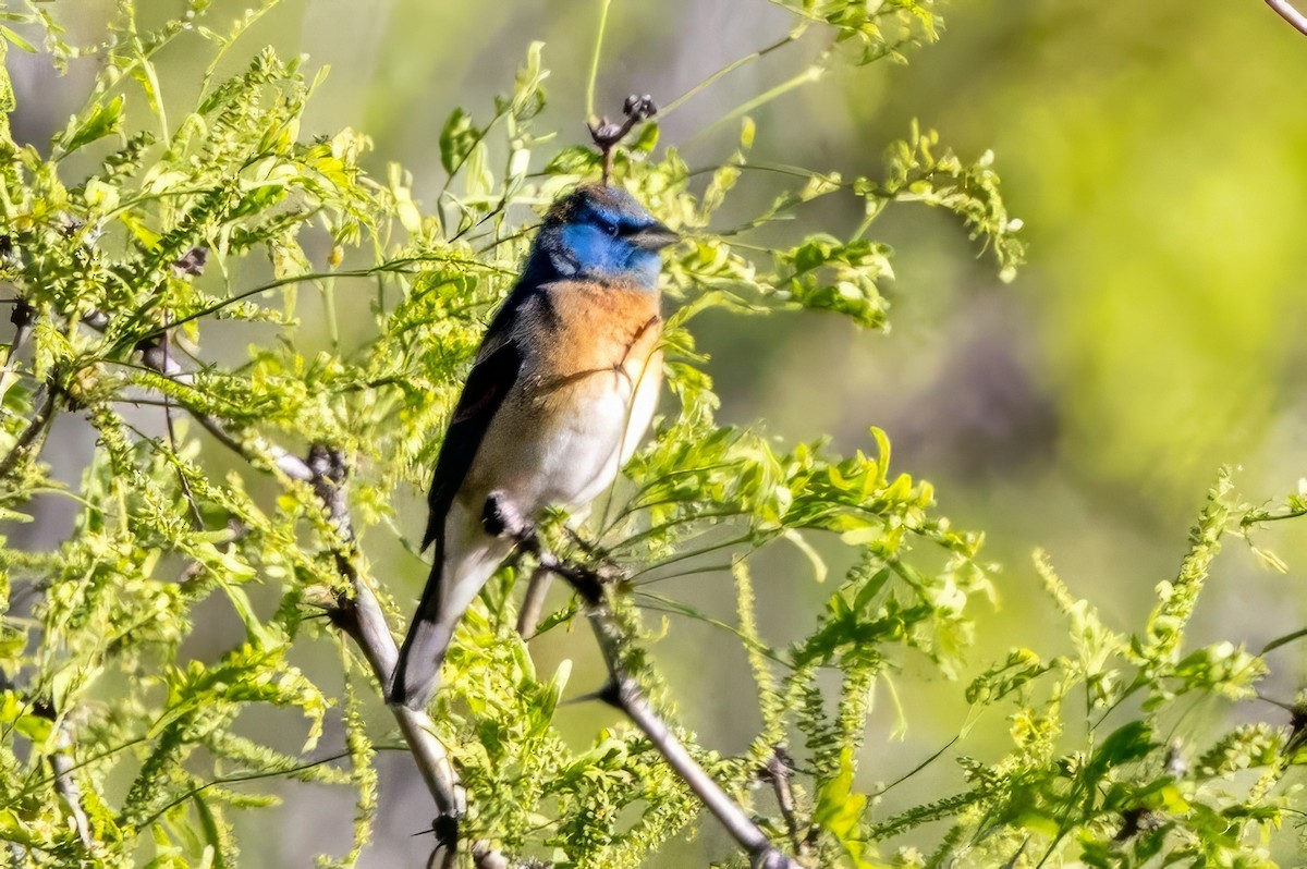 Lazuli Bunting - ML619948153