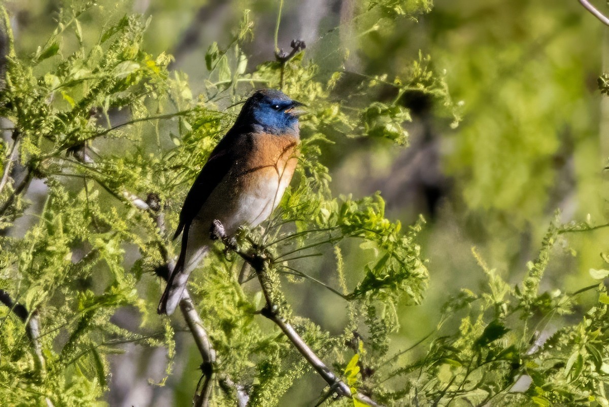 Passerin azuré - ML619948158