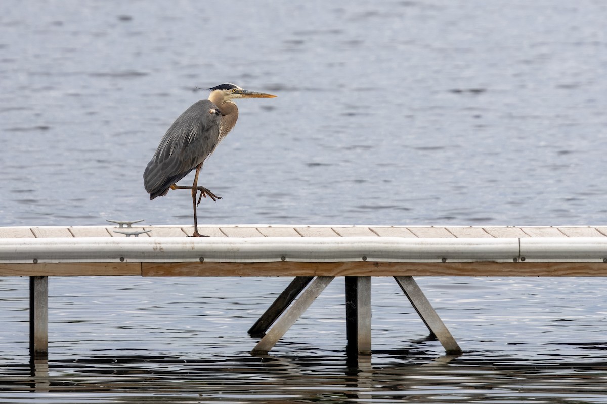 Great Blue Heron - ML619948165