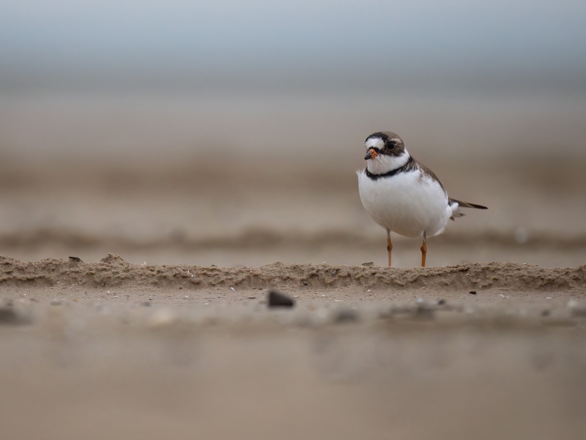 Semipalmated Plover - ML619948181