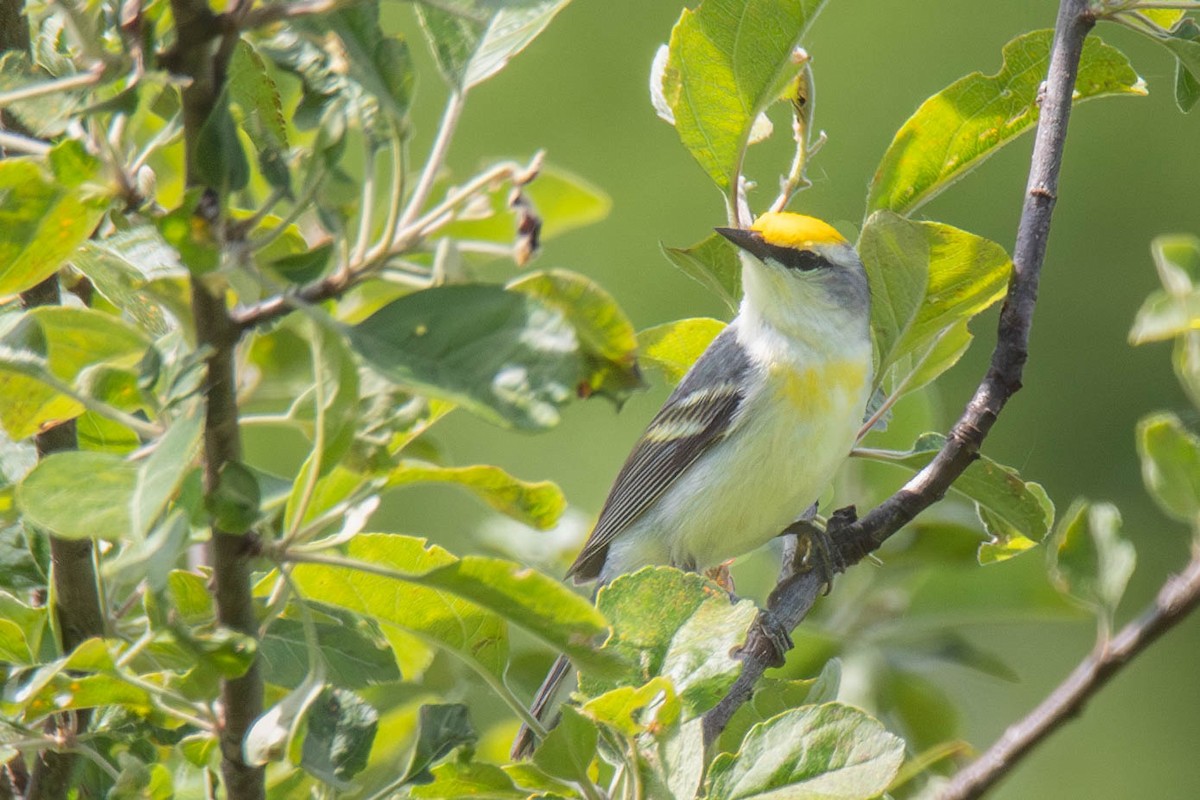 Golden-winged x Blue-winged Warbler (hybrid) - ML619948192