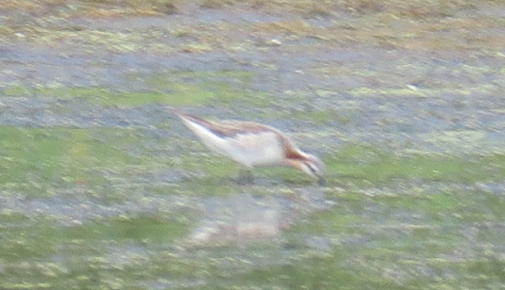 Falaropo Tricolor - ML619948194