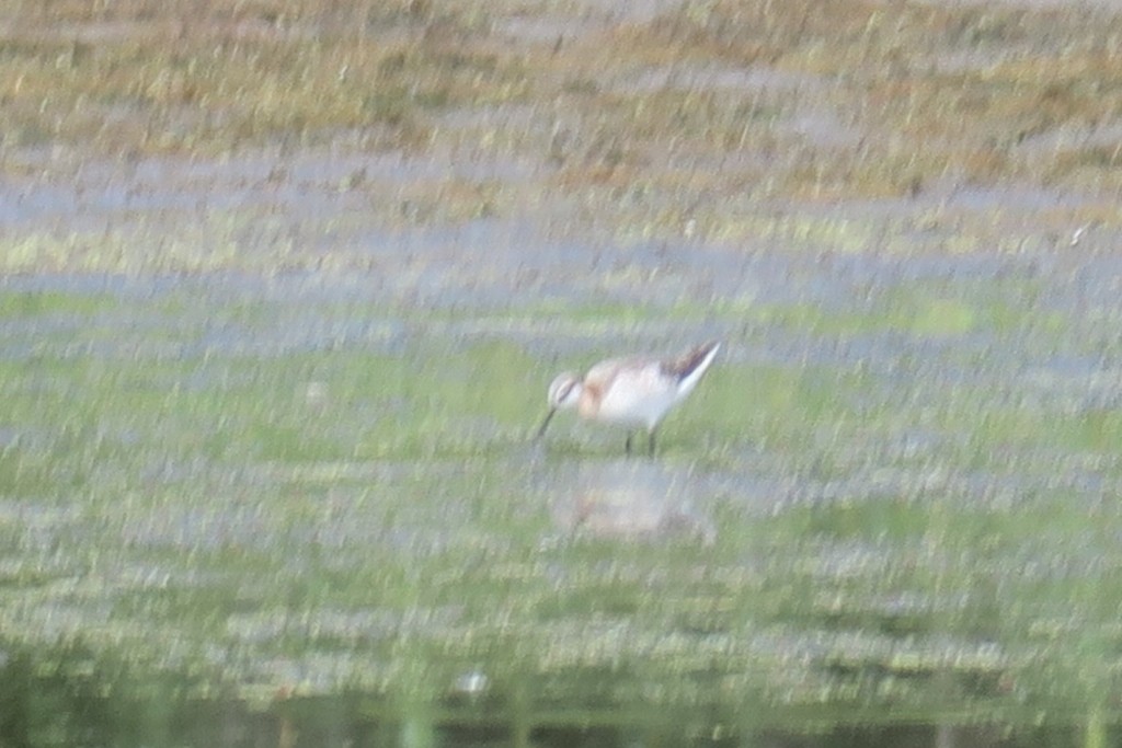 Falaropo Tricolor - ML619948195