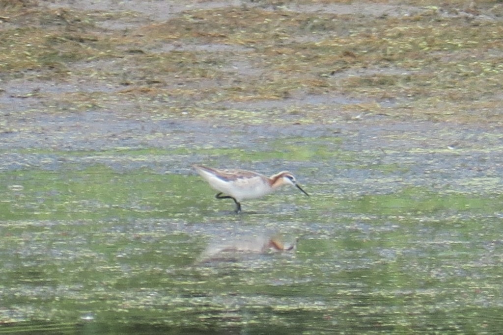 Wilson's Phalarope - ML619948196