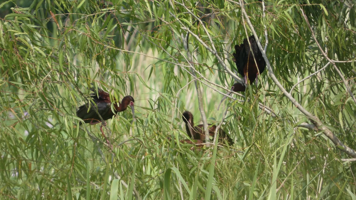 White-faced Ibis - ML619948201