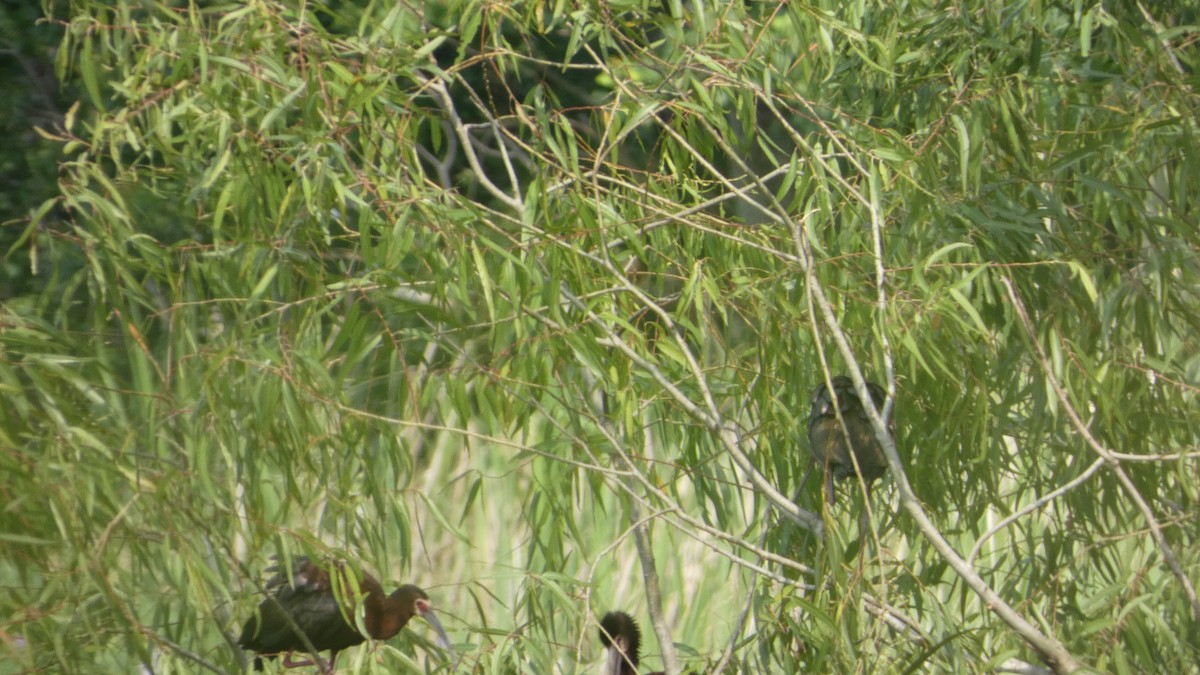 White-faced Ibis - ML619948202