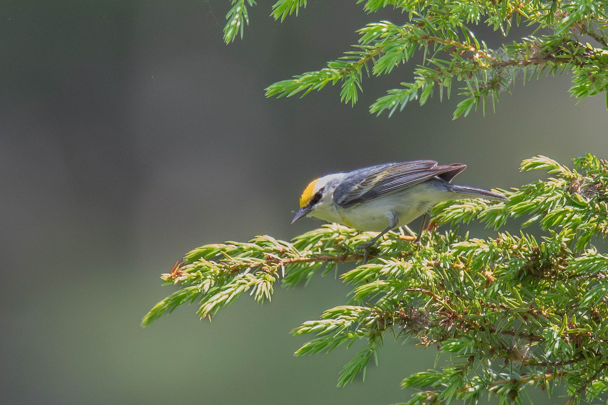 Golden-winged x Blue-winged Warbler (hybrid) - ML619948209