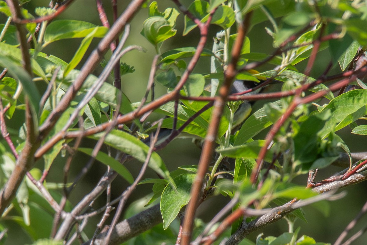 Golden-winged x Blue-winged Warbler (hybrid) - ML619948212
