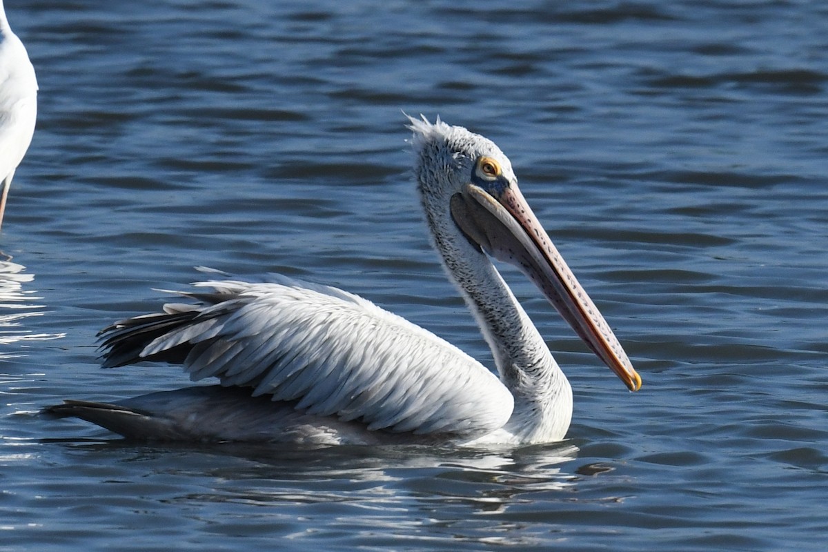 Spot-billed Pelican - ML619948249