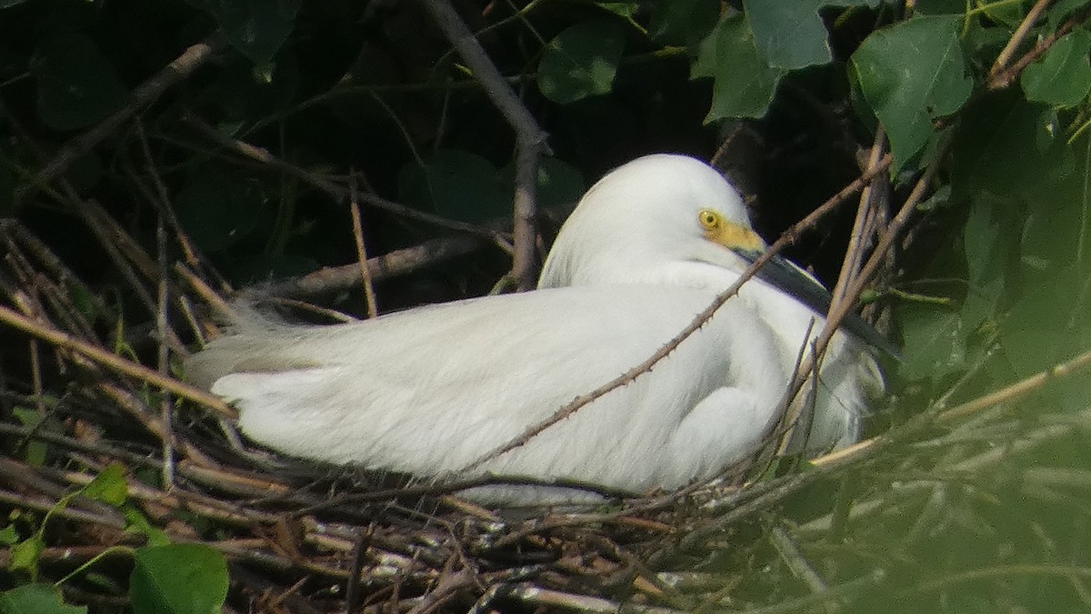 Snowy Egret - ML619948262