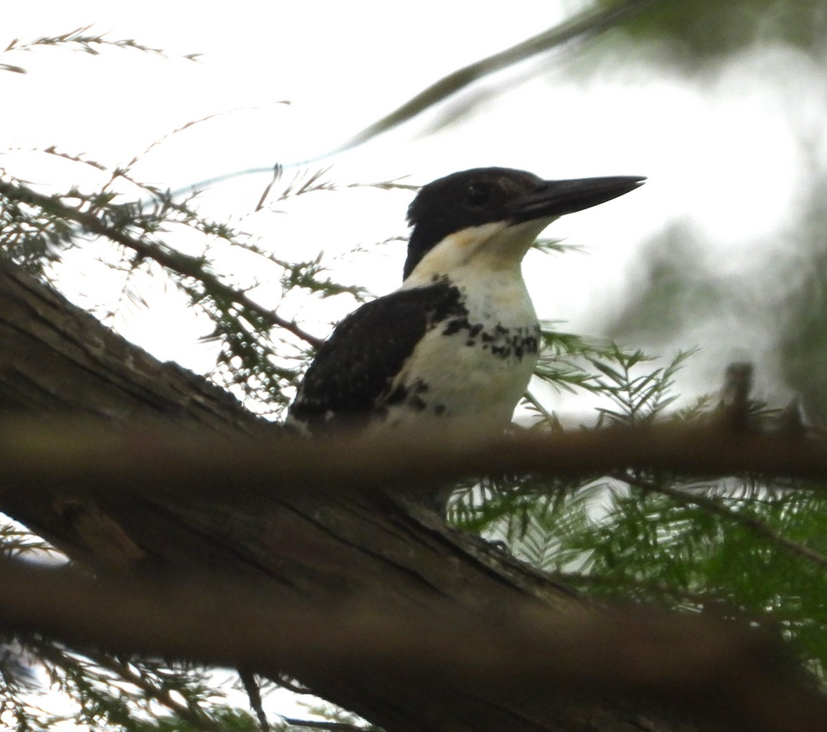 Green Kingfisher - ML619948272