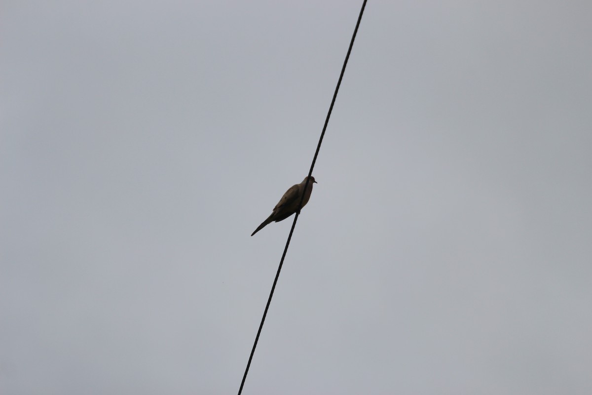 ナゲキバト - ML619948301