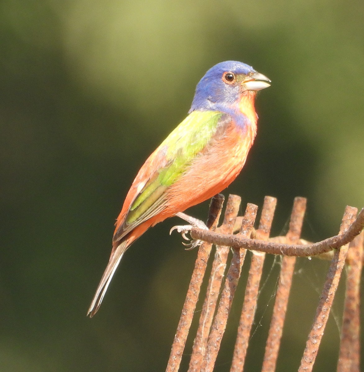 Painted Bunting - ML619948302