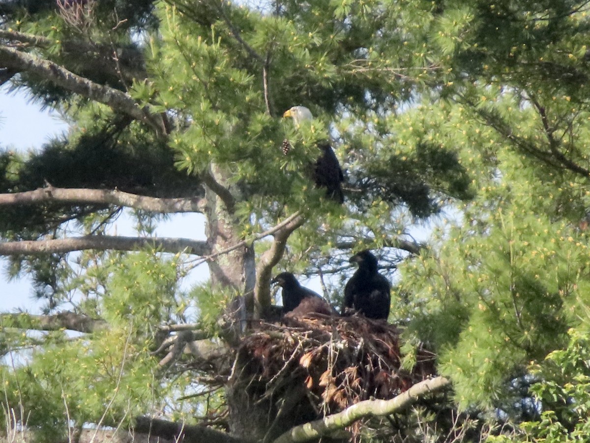 Weißkopf-Seeadler - ML619948303