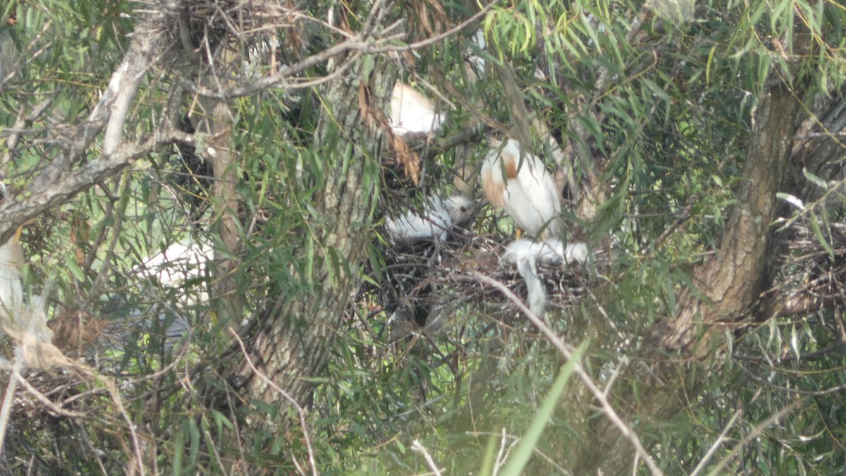 Western Cattle Egret - ML619948304