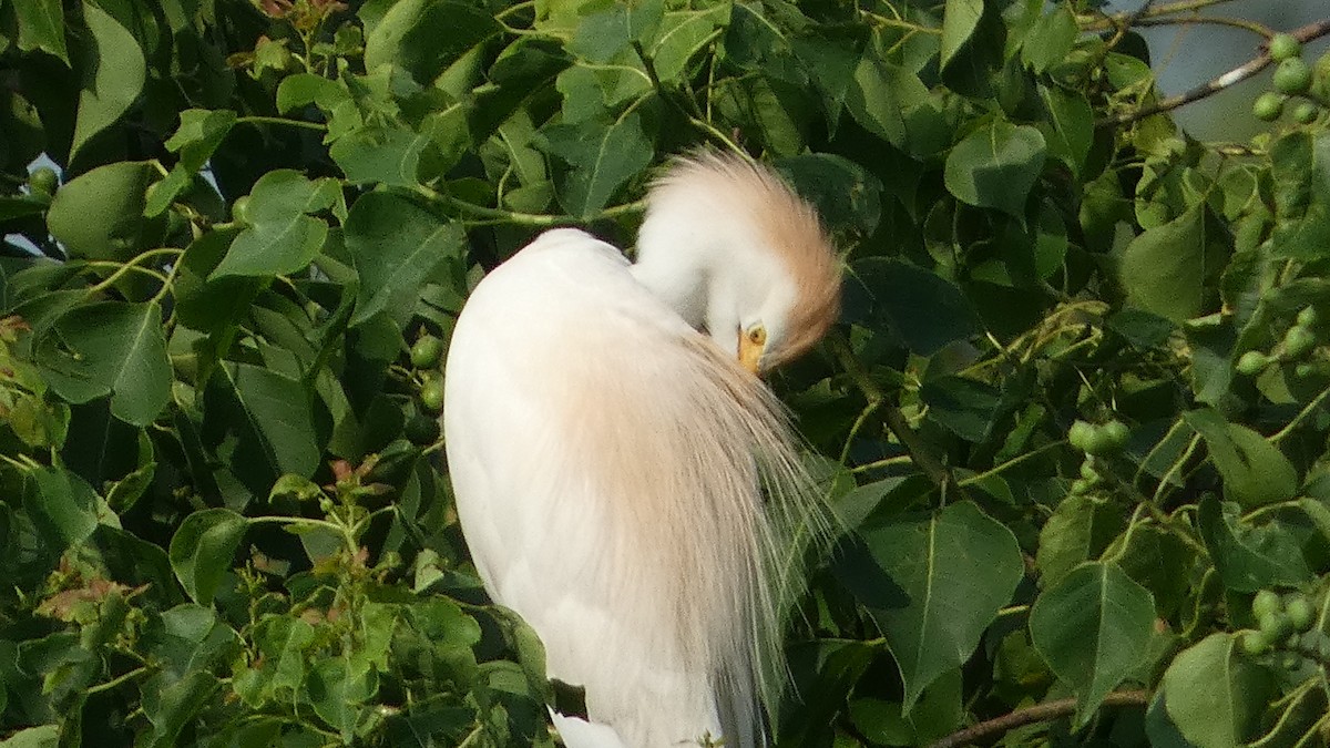 Western Cattle Egret - ML619948305