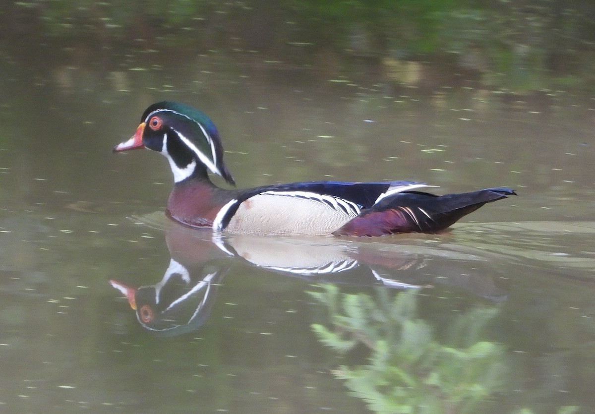 Wood Duck - ML619948306