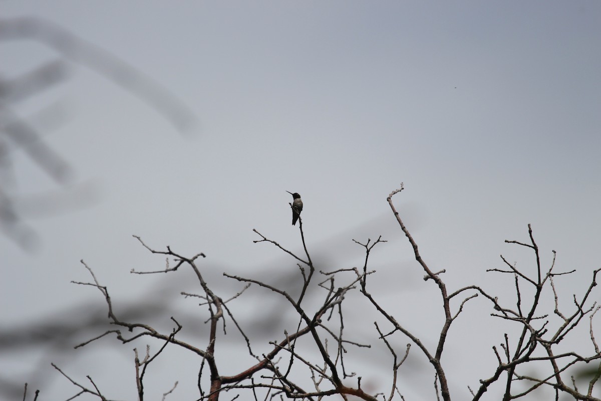 Black-chinned Hummingbird - ML619948311