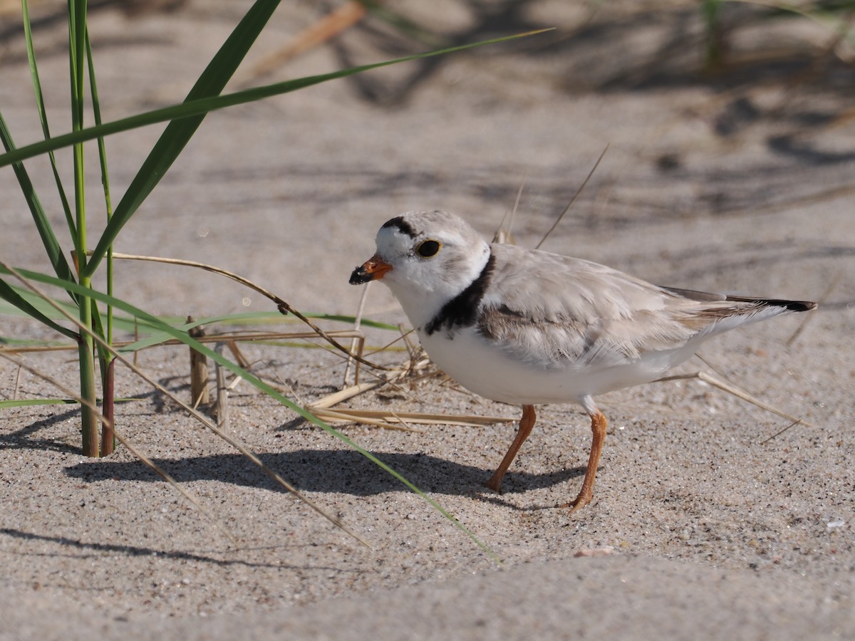 Piping Plover - ML619948314