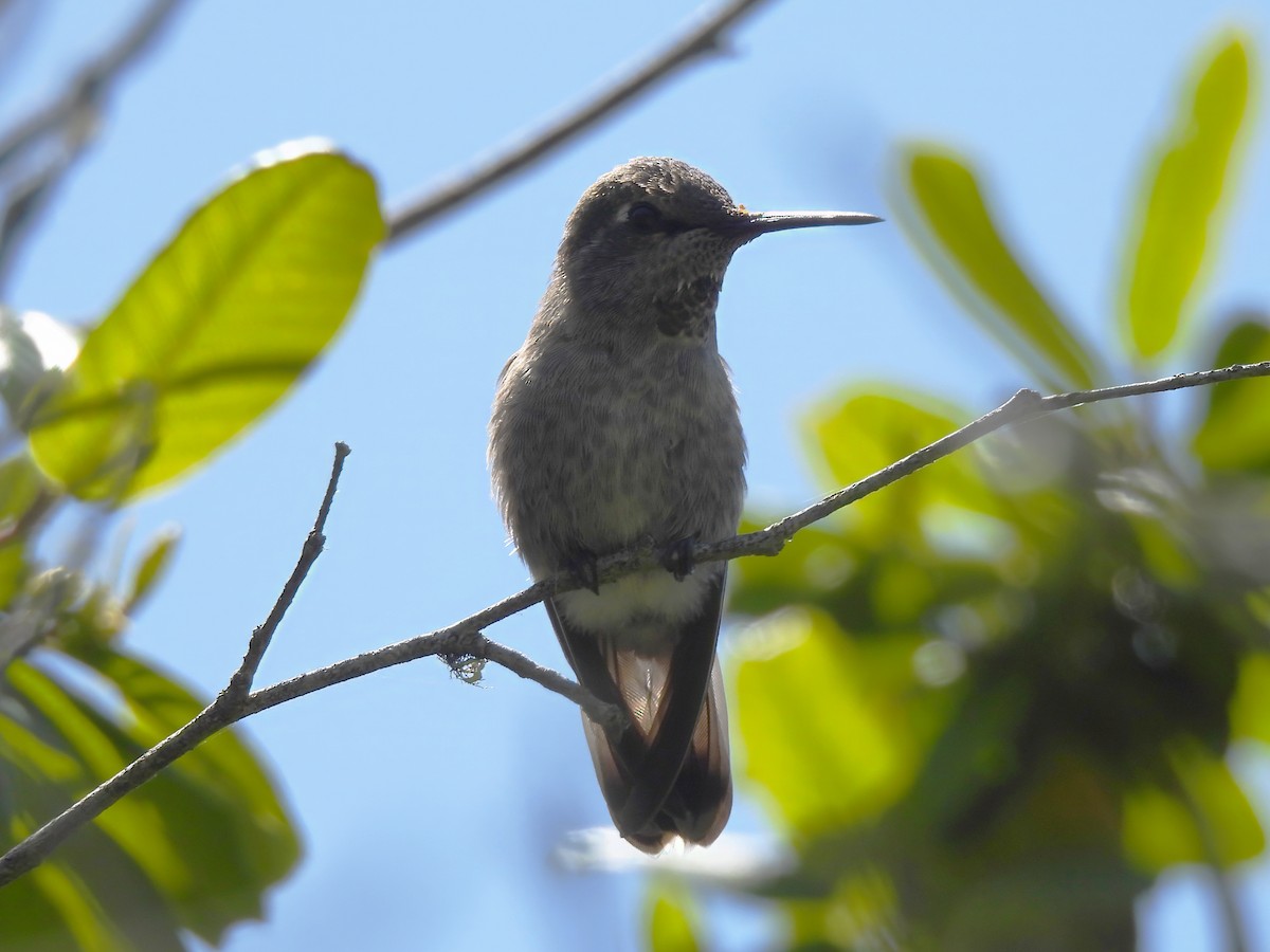 Anna's Hummingbird - ML619948317