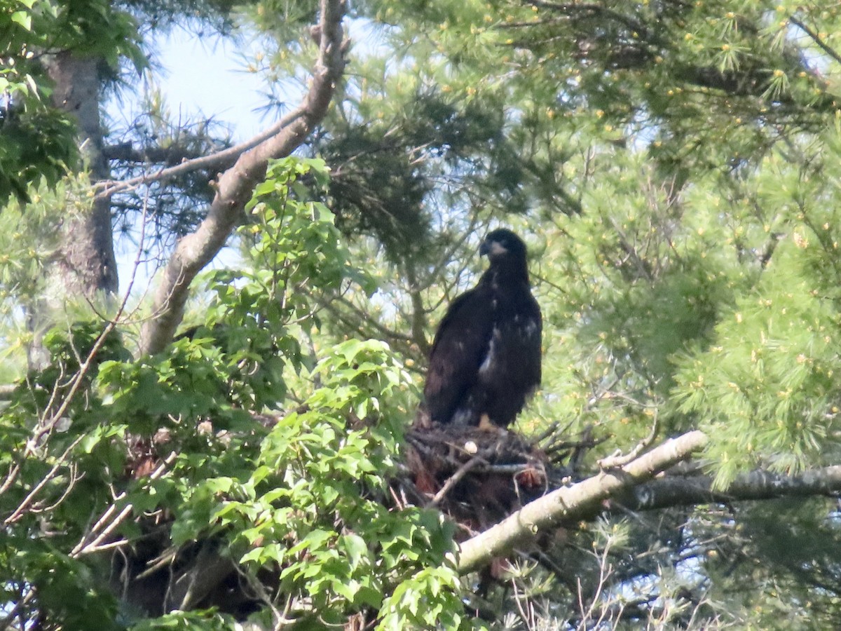 Bald Eagle - ML619948318