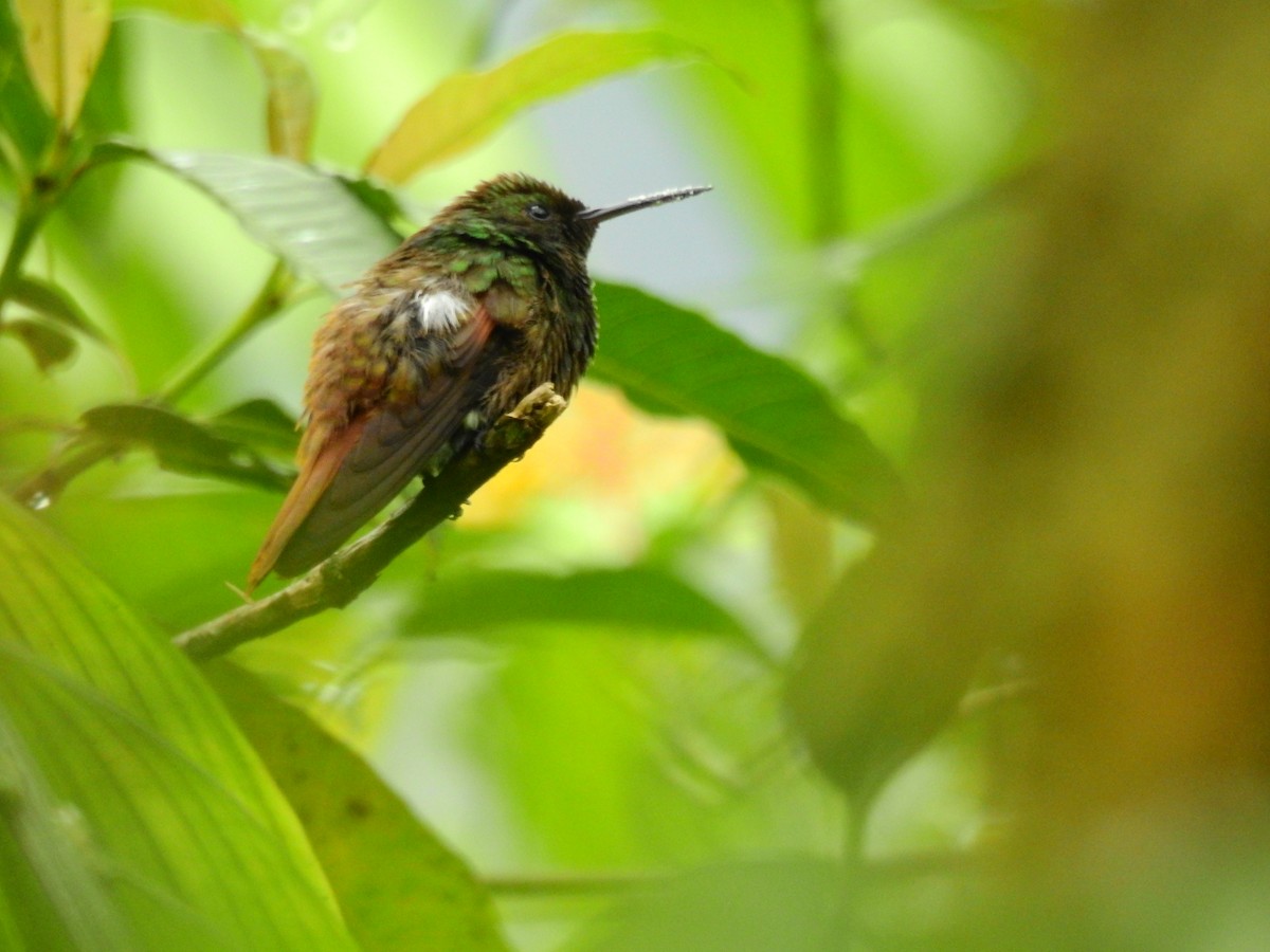 beryllkolibri - ML619948320