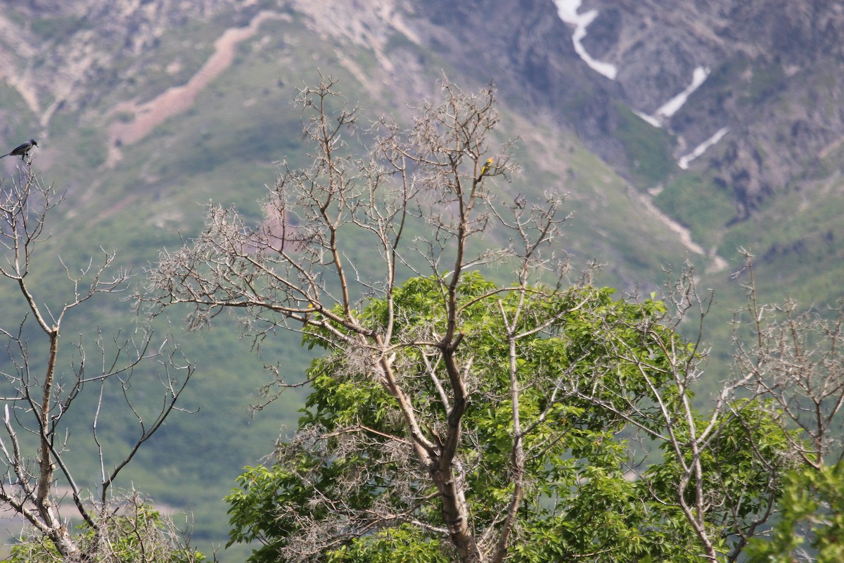 ウッドハウスカケス - ML619948331