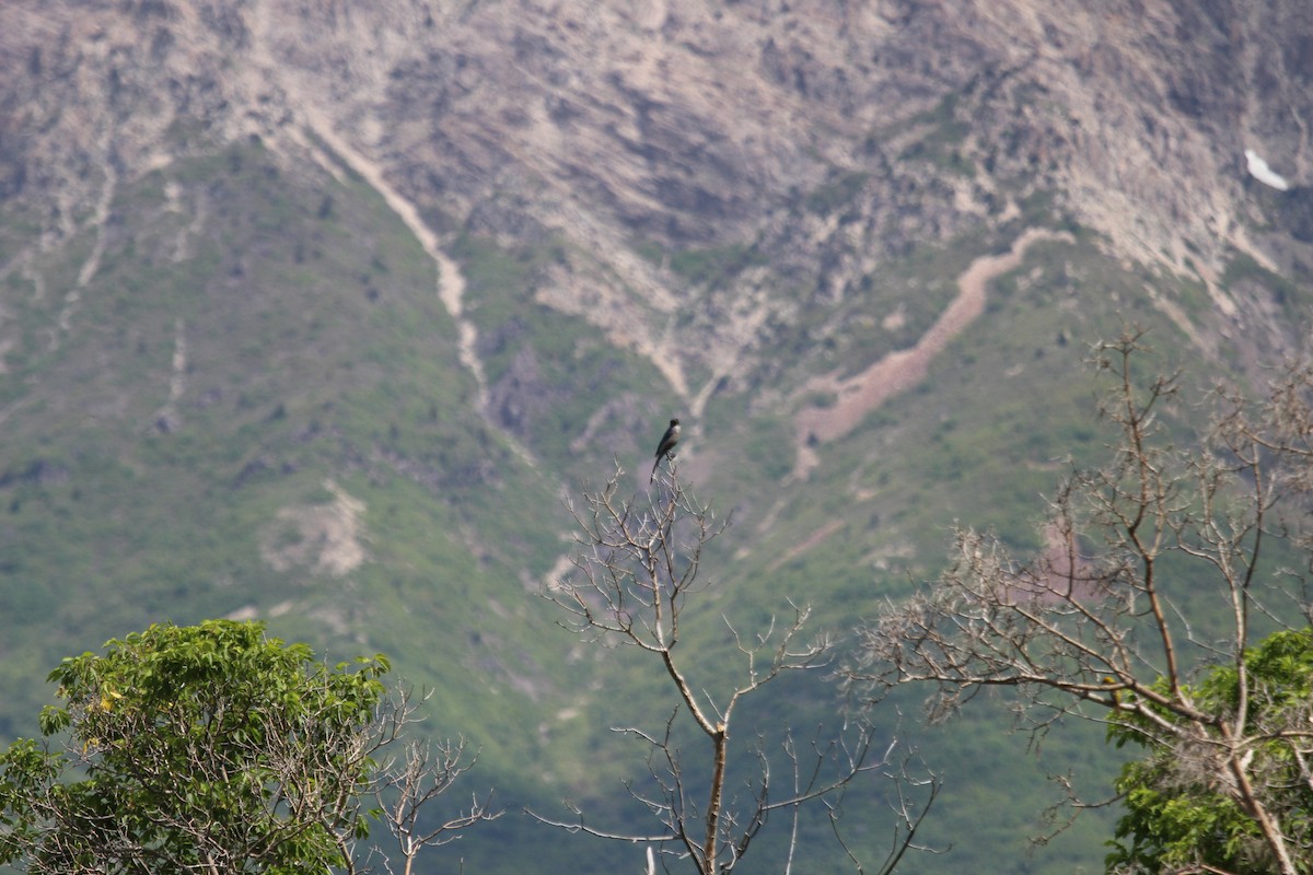 ウッドハウスカケス - ML619948332