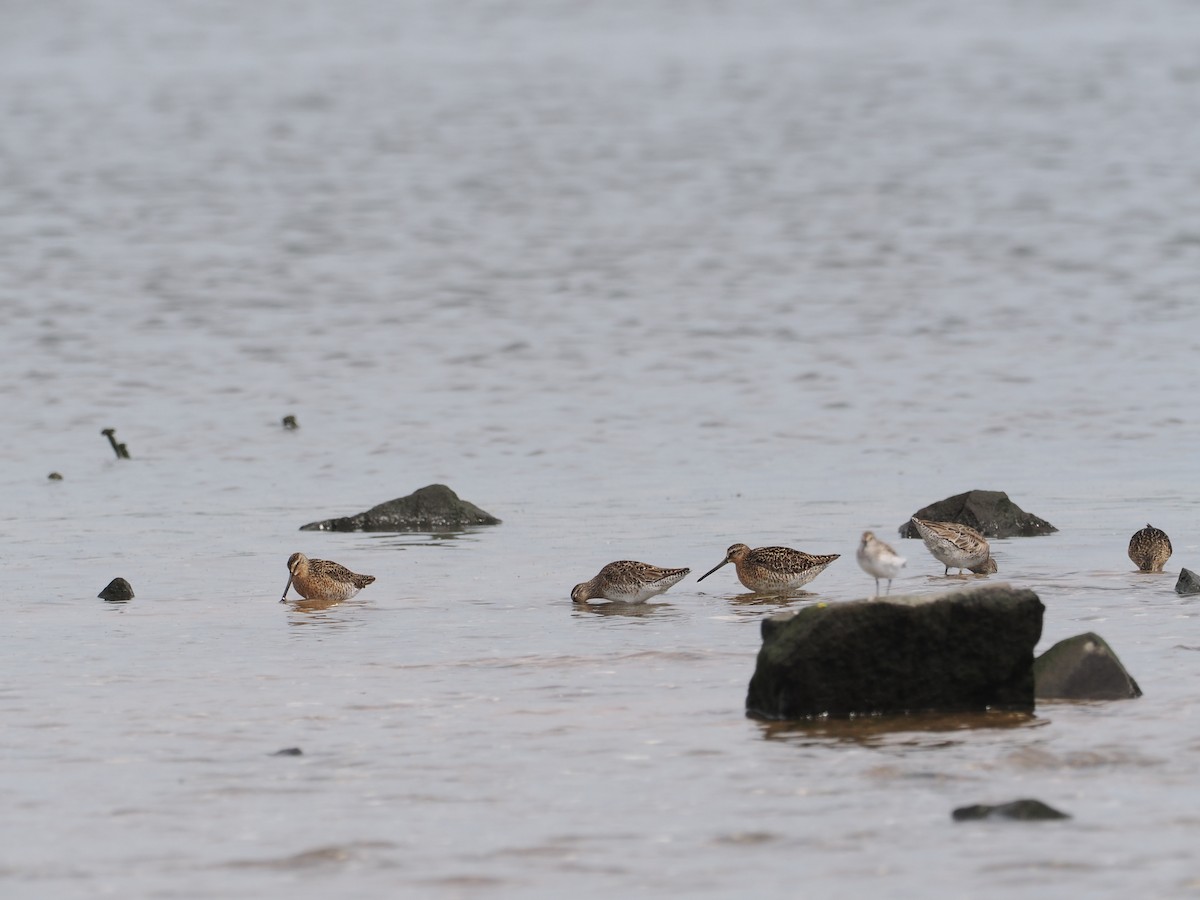 Short-billed Dowitcher - ML619948335