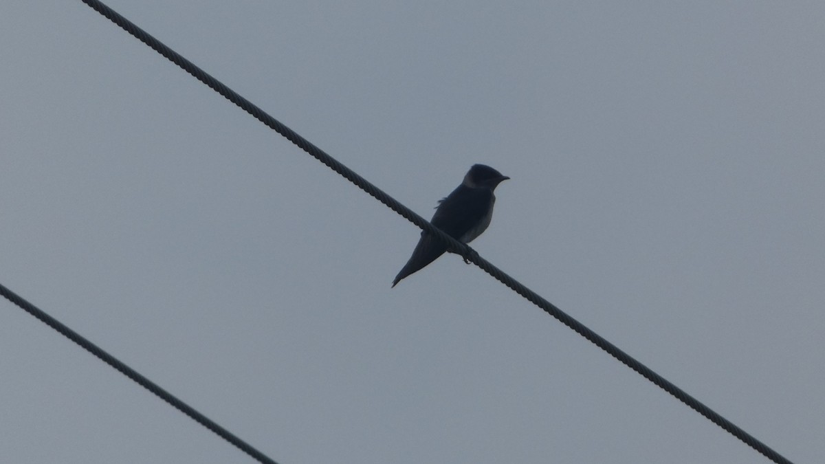 Purple Martin - Lynn Hollerman