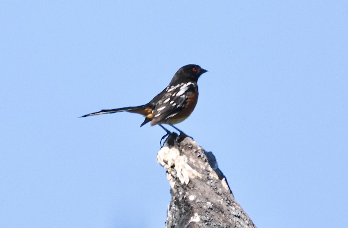 Spotted Towhee - ML619948341