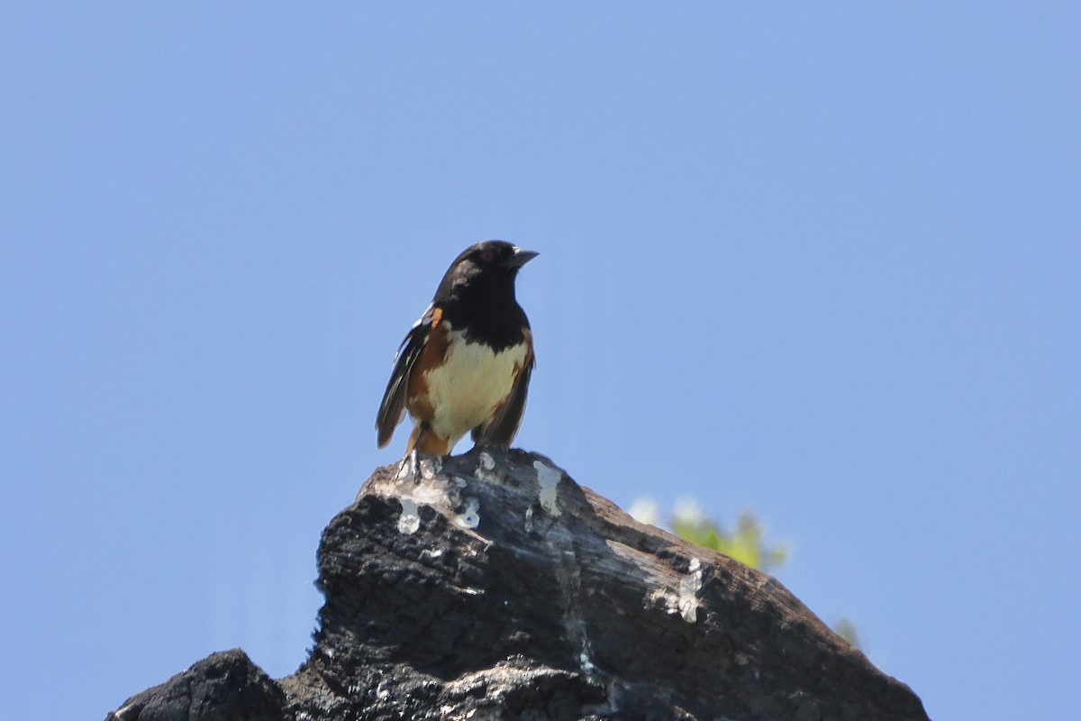 Spotted Towhee - ML619948342