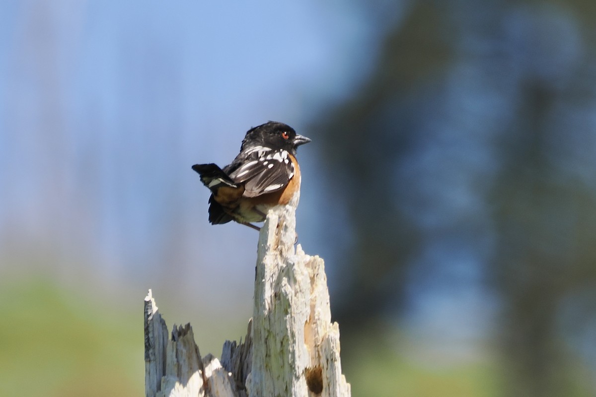 Spotted Towhee - ML619948343