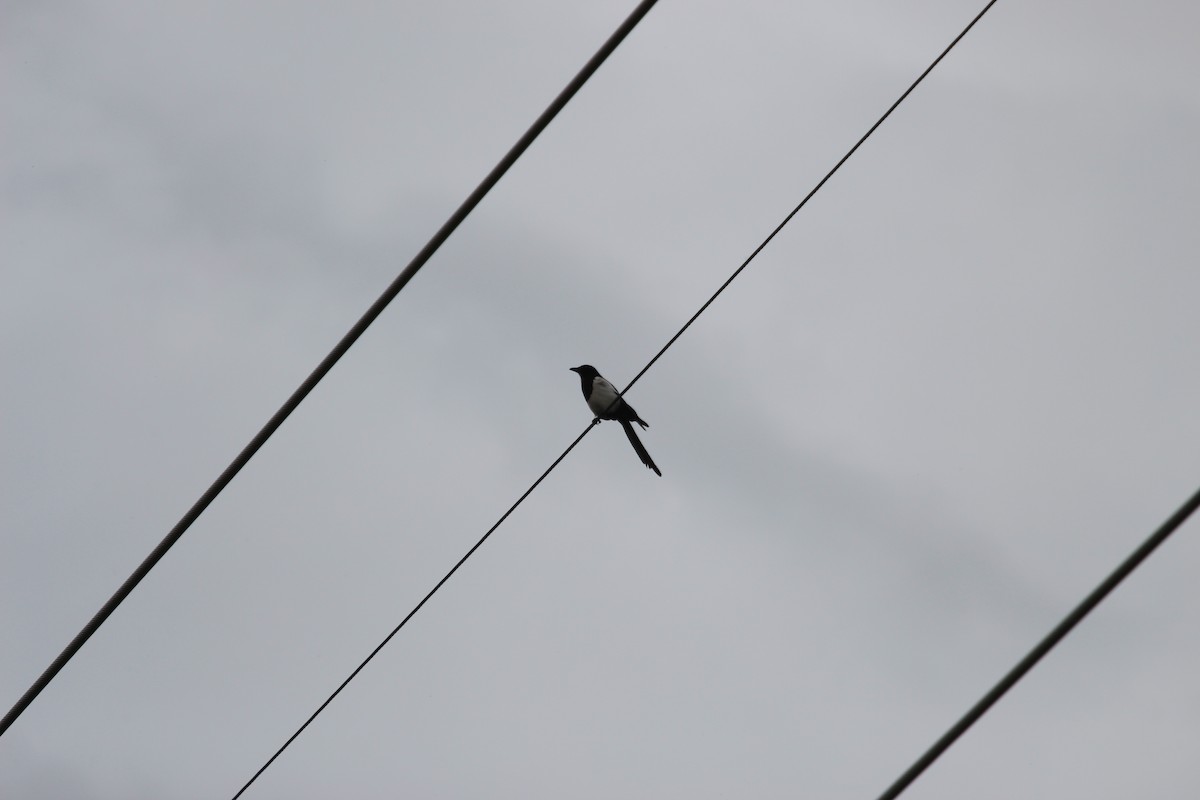 アメリカカササギ - ML619948351